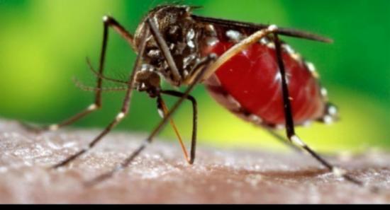 ඩෙංගු මර්දනයට දින 03ක්..